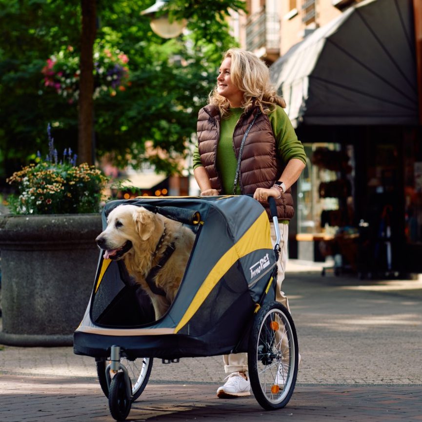 Offrez à votre chien senior une belle retraite