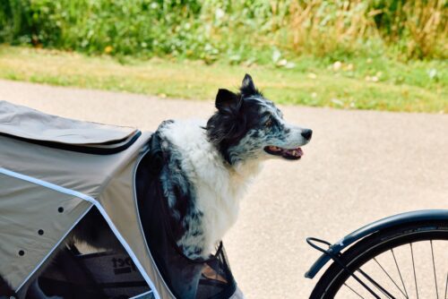 innopet-hondenfietskar-sporty-evolution-latte-border-collie