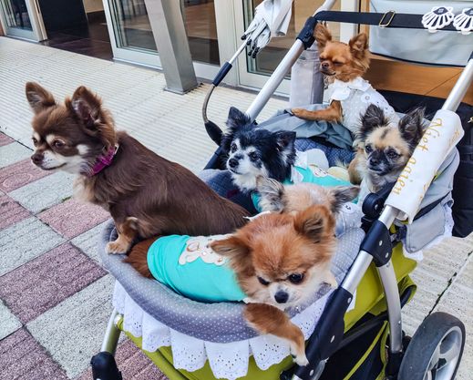 Acheter une poussette pour chien d’occasion