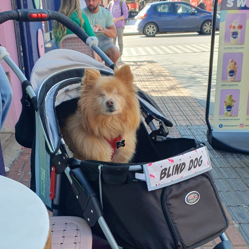 blinde hond teddy