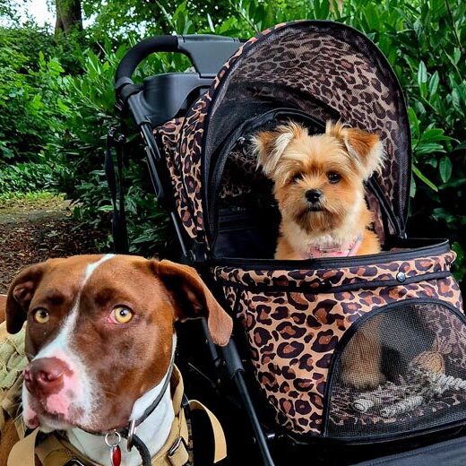 Puppy-Kimbo-in-allure-buggy-e1744720998536